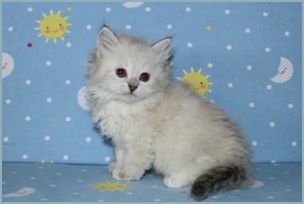 Female Siberian Kitten from Deedlebug Siberians